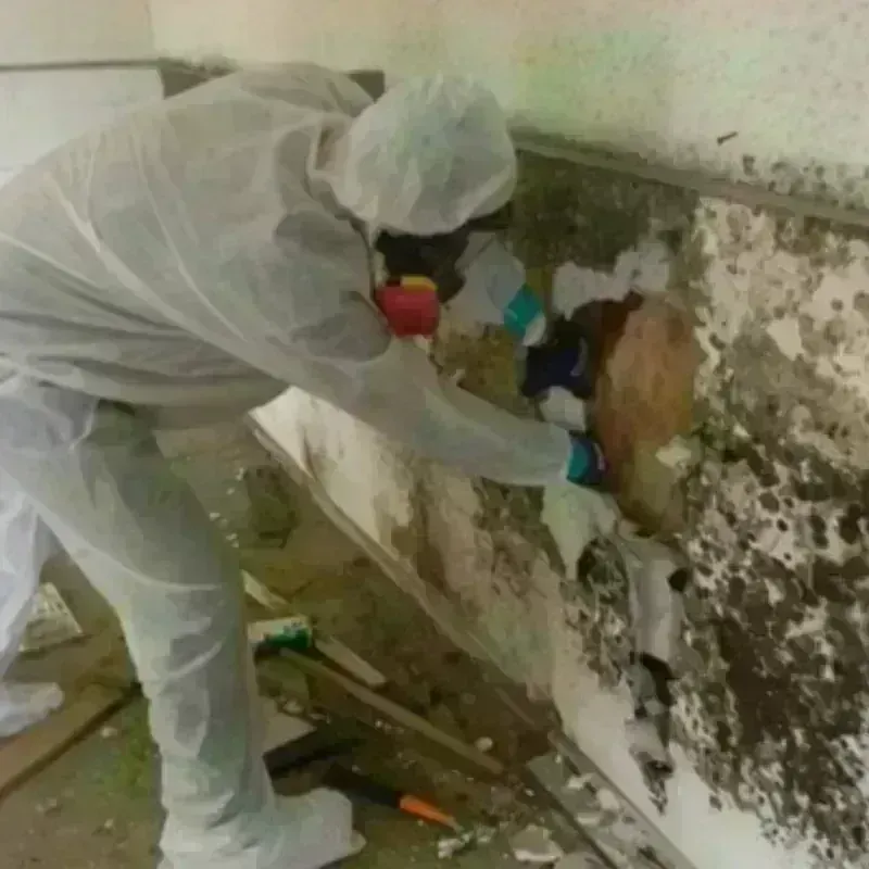 Mold Remediation and Removal in Santaquin, UT